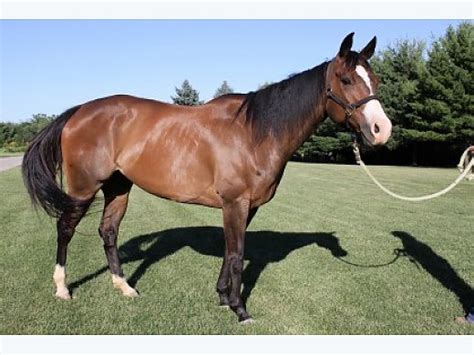 ROXSANNA (ROXY) Concord, North Carolina 28027 USA. . Horses for sale in indiana under 1000